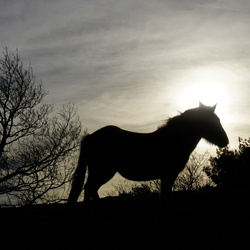 15-12-27 Día del Turrón